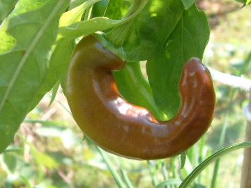 丸くなった甘トウガラシ