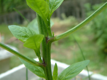 甘トウガラシのわき芽かき前