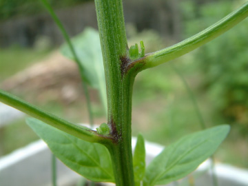 甘トウガラシのわき芽かき後