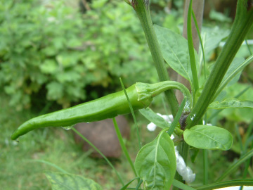 甘トウガラシの仕立て方