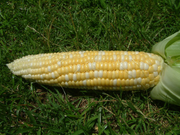 プランター栽培で収穫したトウモロコシ