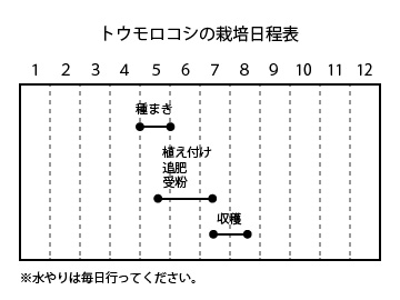 トウモロコシの栽培日程表