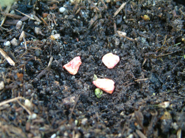 トウモロコシの点まき