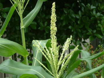 トウモロコシの雄花