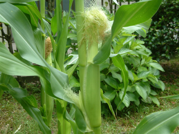 トウモロコシの雌花