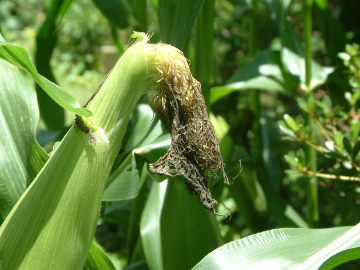 収穫適期のトウモロコシ