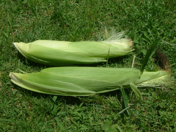 ひげが茶色くなって収穫適期のトウモロコシ