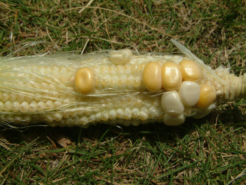 歯欠けのトウモロコシ