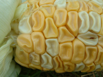 収穫が遅れたトウモロコシ