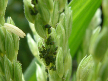 トウモロコシに寄生したアブラムシ