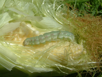 トウモロコシの実を食べるイモムシ