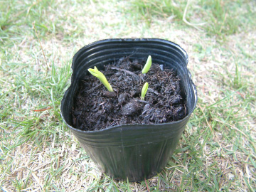 トウモロコシの苗