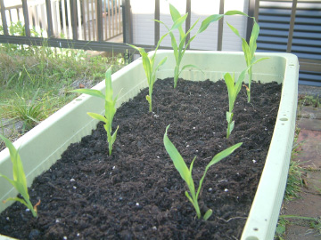 トウモロコシの苗の植え付け