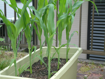 トウモロコシの苗の植え付けから2週間経過