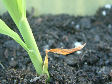 下葉が枯れたトウモロコシ