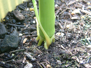 トウモロコシの増し土前