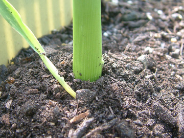 トウモロコシの増し土後