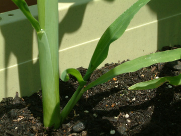 トウモロコシから伸びたわき芽