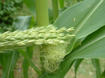 トウモロコシの人工授粉