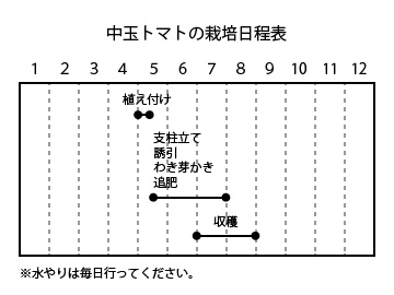 中玉トマトの栽培日程表