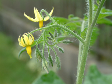 中玉トマトの花房