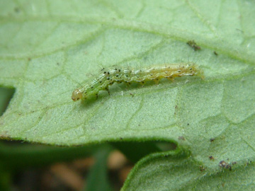 いもむしに食べられた中玉トマトの葉