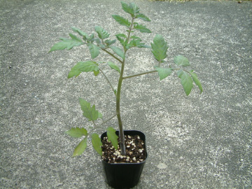 中玉トマトの苗