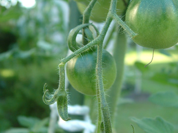 落花した中玉トマトの実