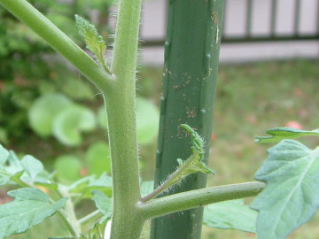 中玉トマトのわき芽かき前