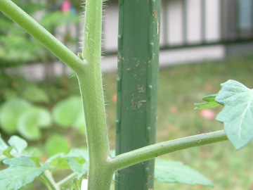 中玉トマトのわき芽かき後