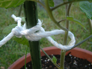 中玉トマトの誘引