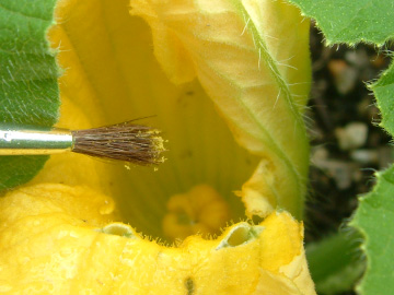 カボチャの人工授粉