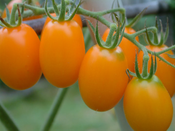 熟したミニトマト（イエローアイコ）