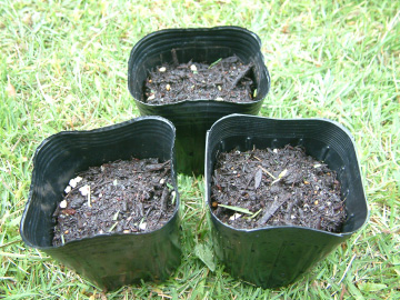 種のポットまき